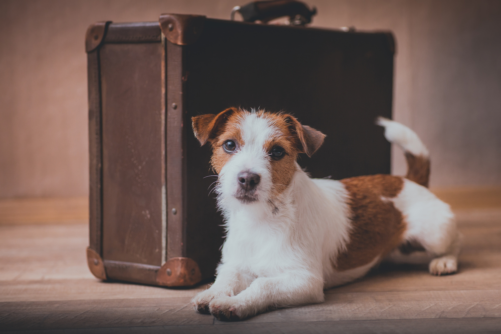 travel with pets malaysia