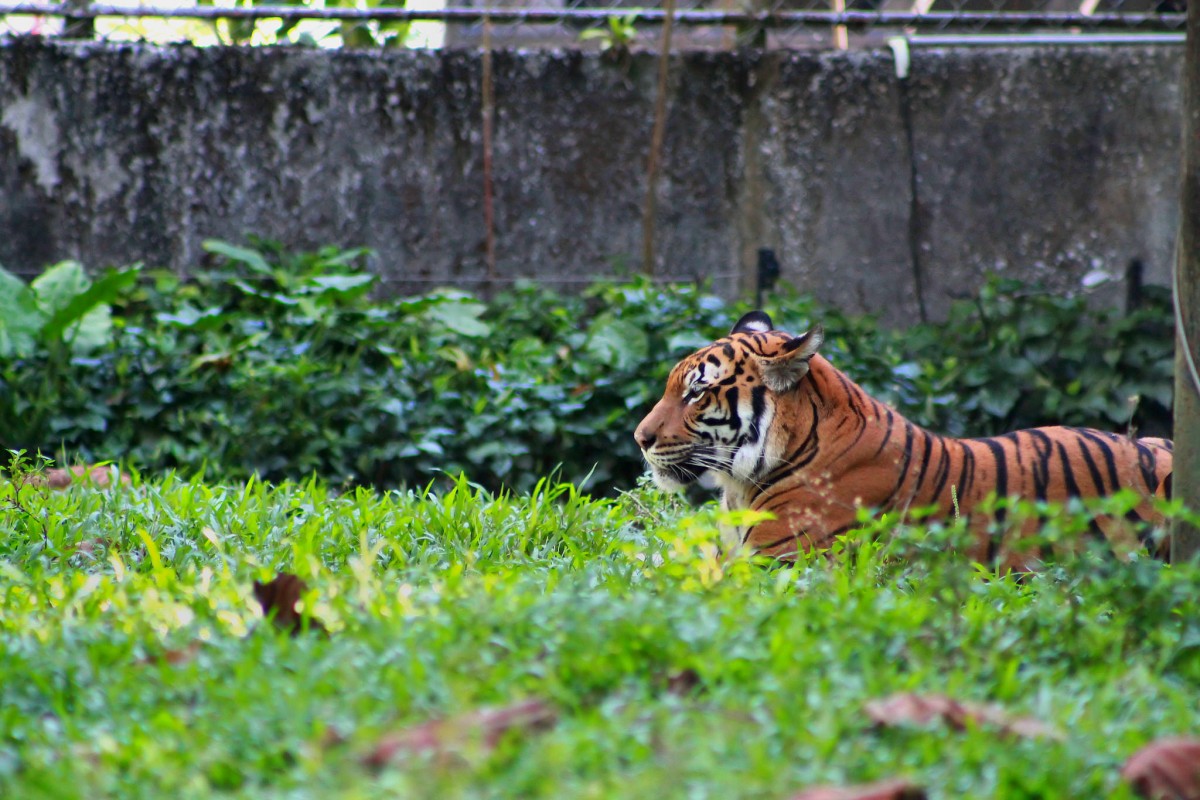 Tiger Beer Removes Iconic Tiger From Brand Icon To Fight Illegal Tiger