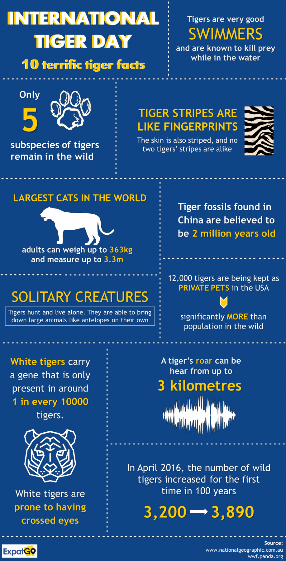 10 terrific facts about big cats to celebrate International Tiger Day ...