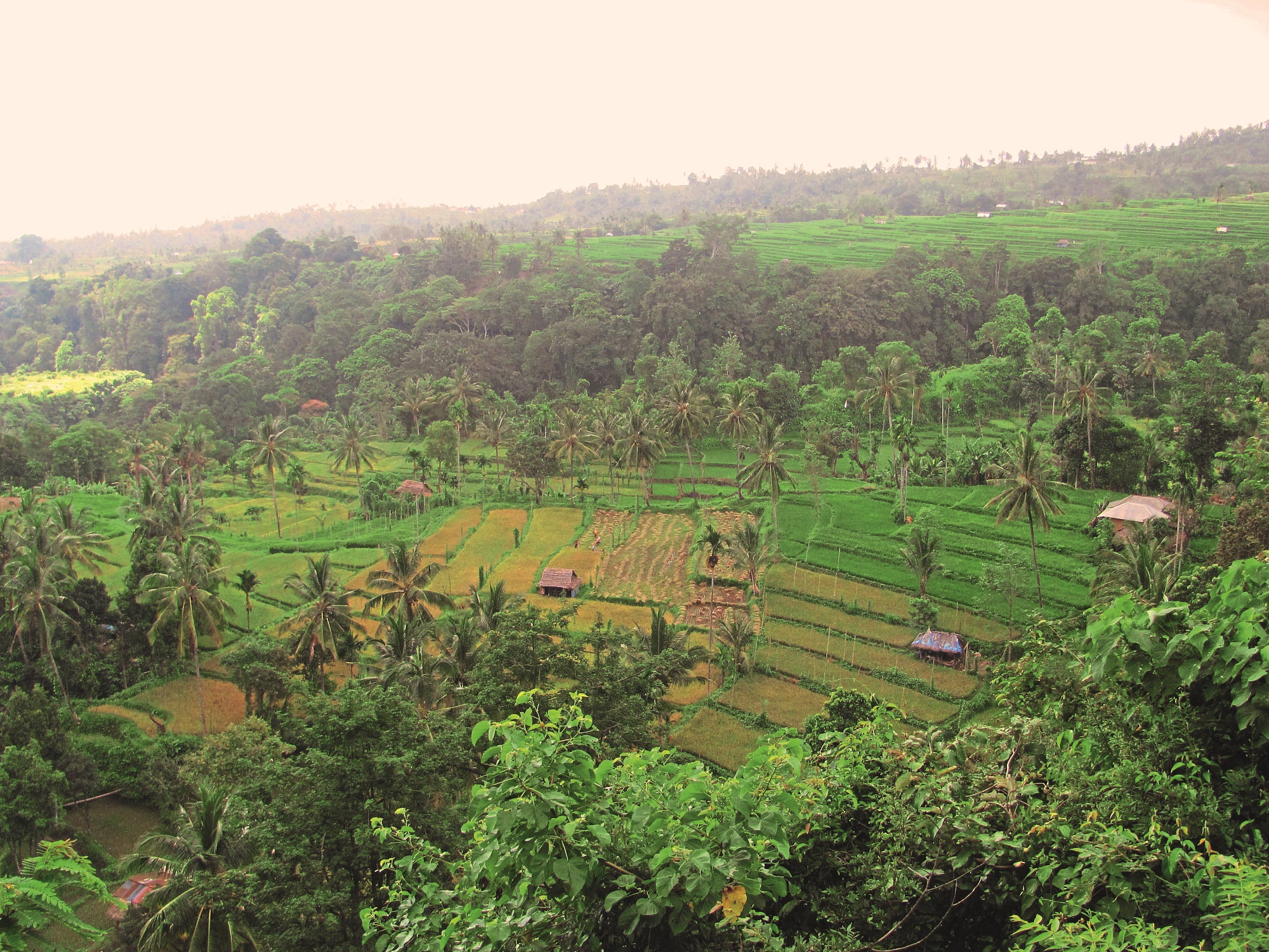 rice-fields-in-lombok-indonesia