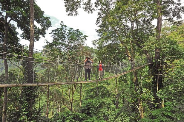 What you should know about Malaysia's forest reserve, FRIM - ExpatGo