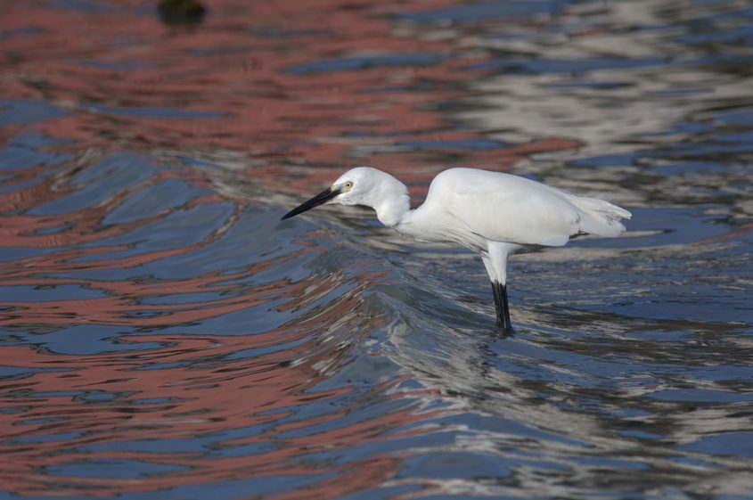 12 Destinations for Bird Watching in Malaysia - ExpatGo