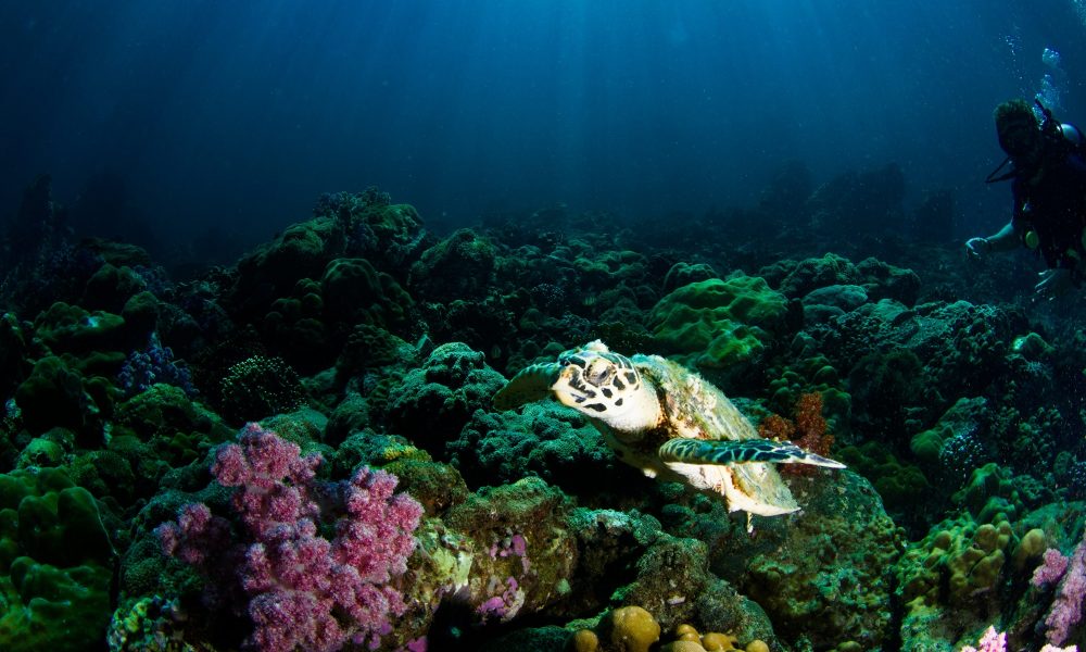 Diving Jewels 10 Best Places and Times to Dive in Malaysia