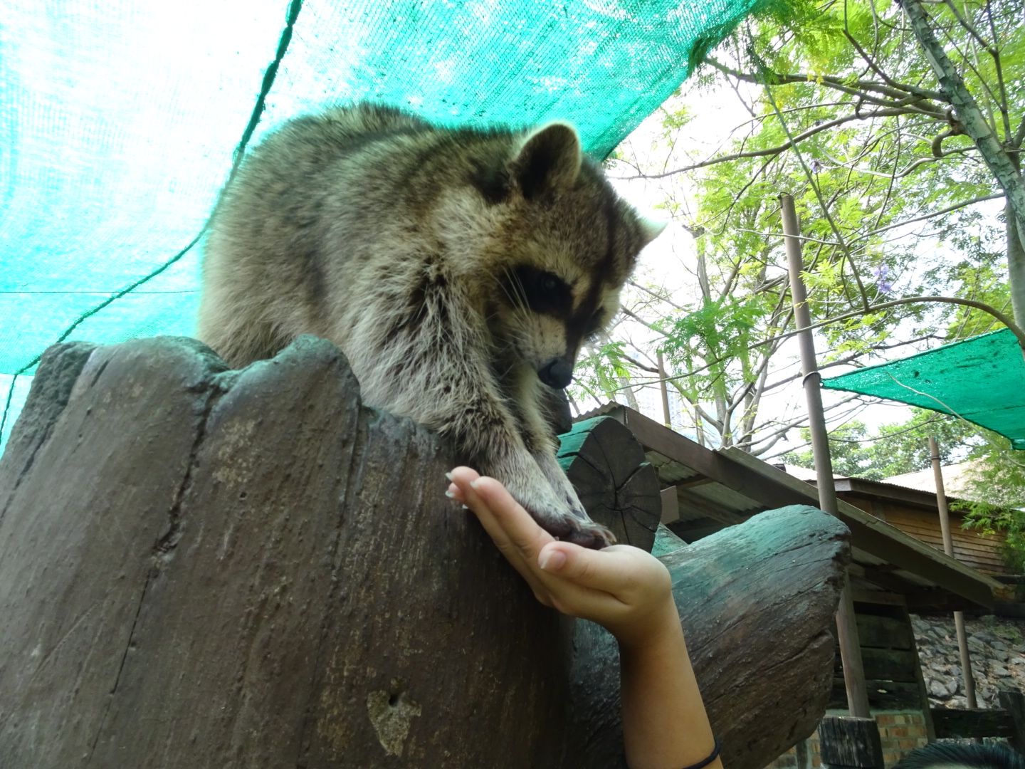 Farm In The City Raccoon Expatgo