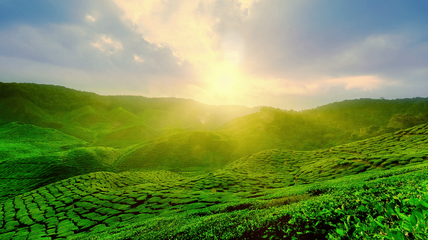 cameron highlands-min - ExpatGo