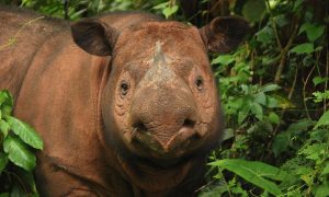 sumatran rhino