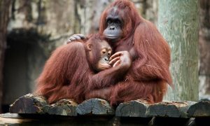 malaysia responsible tourism orang utan