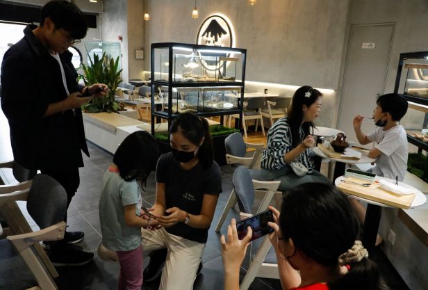 KL's First-Ever Reptile Café Becomes Overnight Sensation - ExpatGo